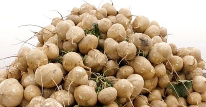 Củ đậu tuy rẻ tiền nhưng đem lại nhiều lợi ích cho sức khỏe. Ảnh internet