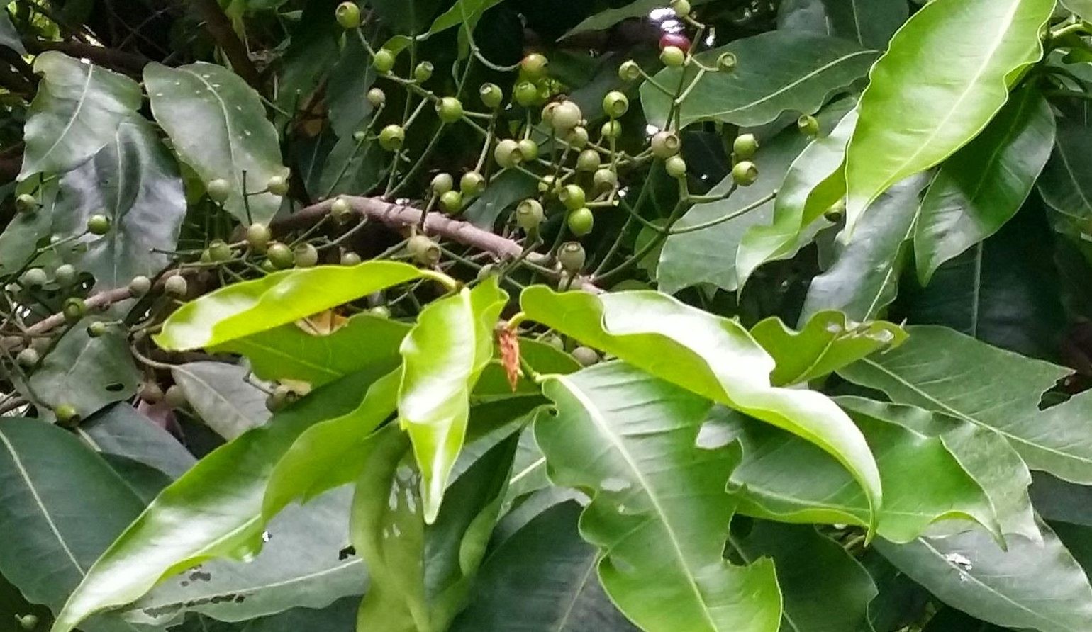 Cây vối: Cứu tinh cho mùa hè nắng nóng vừa giải nhiệt vừa hỗ trợ điều trị nhiều bệnh - Ảnh 2 Cây vối: Cứu tinh cho mùa hè nắng nóng vừa giải nhiệt vừa hỗ trợ điều trị nhiều bệnh - Ảnh 2