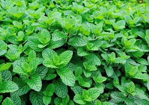 Cây bạc hà: Vị thuốc quý nên có trong vườn nhà - Ảnh 1 Cây bạc hà: Vị thuốc quý nên có trong vườn nhà - Ảnh 1
