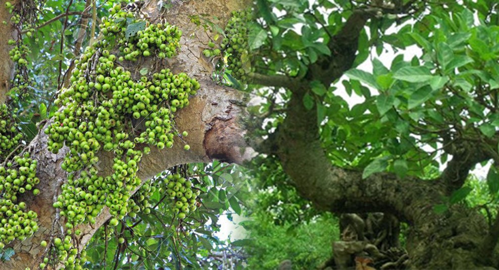 Cây sung: Tác dụng chữa bệnh tuyệt vời không thể bỏ qua - Ảnh 1