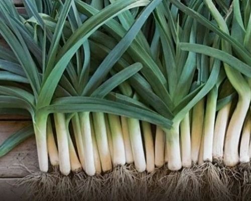 Cây tỏi: Vị thuốc quý nhiều tác dụng tốt cho sức khỏe nên trồng trong vườn nhà - Ảnh 3