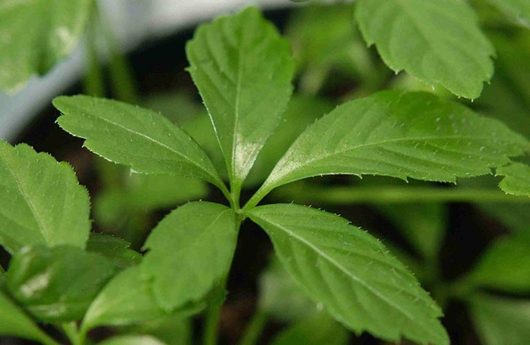 Tác dụng cây giảo cổ lam, loại cây từng khiến các mỹ nữ cung tần xưa săn tìm - Ảnh 1 Tác dụng cây giảo cổ lam, loại cây từng khiến các mỹ nữ cung tần xưa săn tìm - Ảnh 1