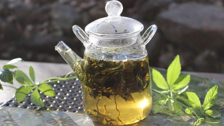 Tác dụng cây giảo cổ lam, loại cây từng khiến các mỹ nữ cung tần xưa săn tìm - Ảnh 3 Tác dụng cây giảo cổ lam, loại cây từng khiến các mỹ nữ cung tần xưa săn tìm - Ảnh 3