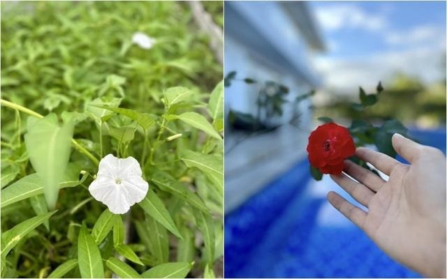 Lóa mắt trước nhà vườn rộng 'thẳng cánh cò bay' của Mỹ Tâm - Ảnh 2 Lóa mắt trước nhà vườn rộng 'thẳng cánh cò bay' của Mỹ Tâm - Ảnh 2