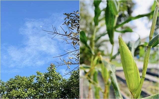Lóa mắt trước nhà vườn rộng 'thẳng cánh cò bay' của Mỹ Tâm - Ảnh 5 Lóa mắt trước nhà vườn rộng 'thẳng cánh cò bay' của Mỹ Tâm - Ảnh 5