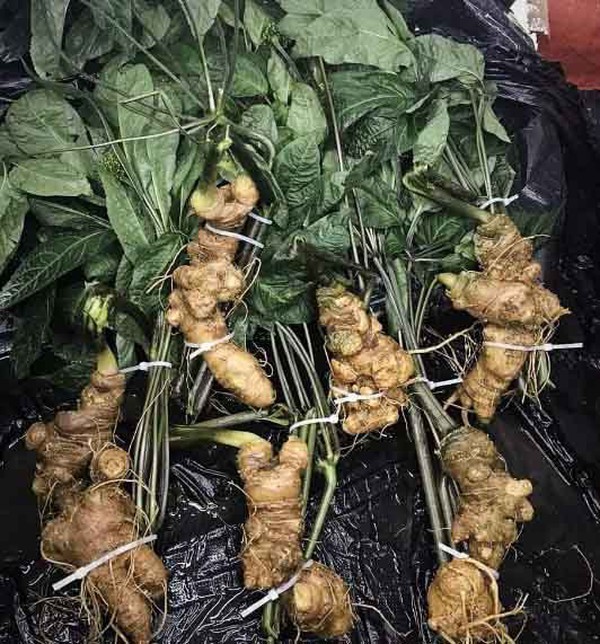 Tác dụng tuyệt vời của tam thất được ví như nhân sâm - Ảnh 1 Tác dụng tuyệt vời của tam thất được ví như nhân sâm - Ảnh 1
