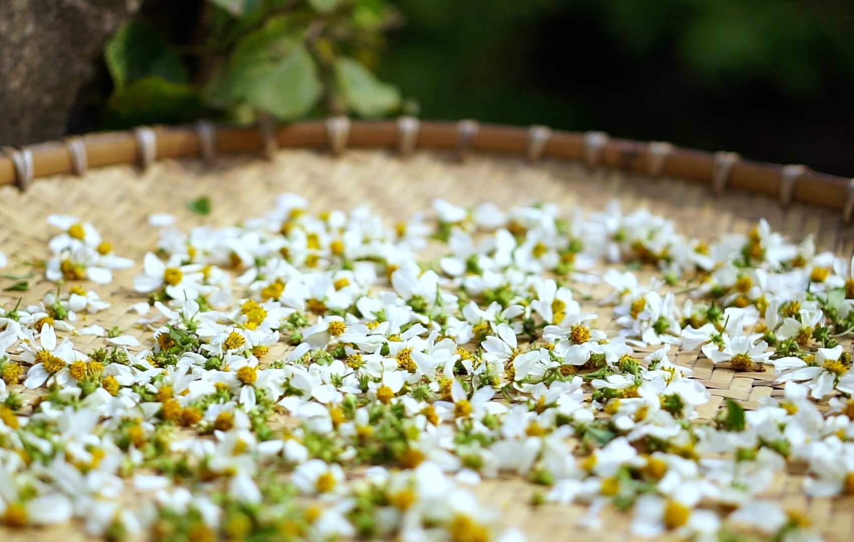 Tác dụng cây xuyến chi: Loại cây mọc dại ven đường được ví như thuốc quý - Ảnh 1