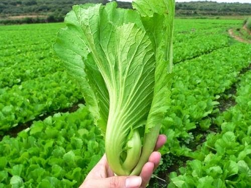 Tác dụng cây cải bẹ xanh: Bài thuốc quý chữa nhiều loại bệnh hiệu quả - Ảnh 1 Tác dụng cây cải bẹ xanh: Bài thuốc quý chữa nhiều loại bệnh hiệu quả - Ảnh 1