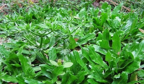 Loại rau mọc đầy vườn, vài nghìn một mớ có tác dụng như 'thần dược', nên trồng trong nhà - Ảnh 1 Loại rau mọc đầy vườn, vài nghìn một mớ có tác dụng như 'thần dược', nên trồng trong nhà - Ảnh 1