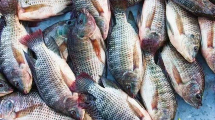 5 loại cá nhất định đừng mua vì hại như thuốc độc, loại thứ 2 nhiều người hay ăn - Ảnh 2 5 loại cá nhất định đừng mua vì hại như thuốc độc, loại thứ 2 nhiều người hay ăn - Ảnh 2
