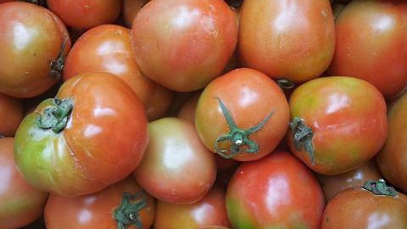 Không ăn cà chua khi còn xanh. Ảnh internet