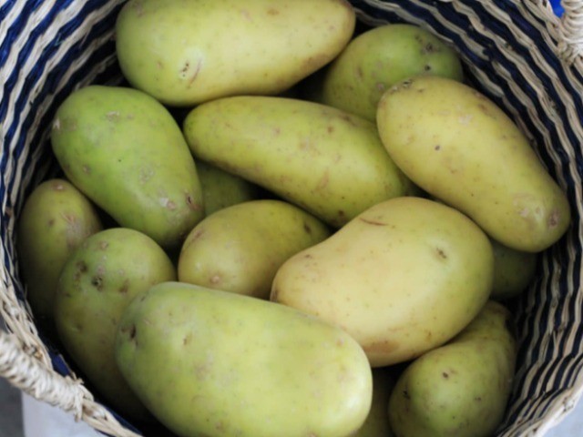 Khoai tây khi chuyển sang màu xanh thì tuyệt đối không nên ăn. Ảnh internet