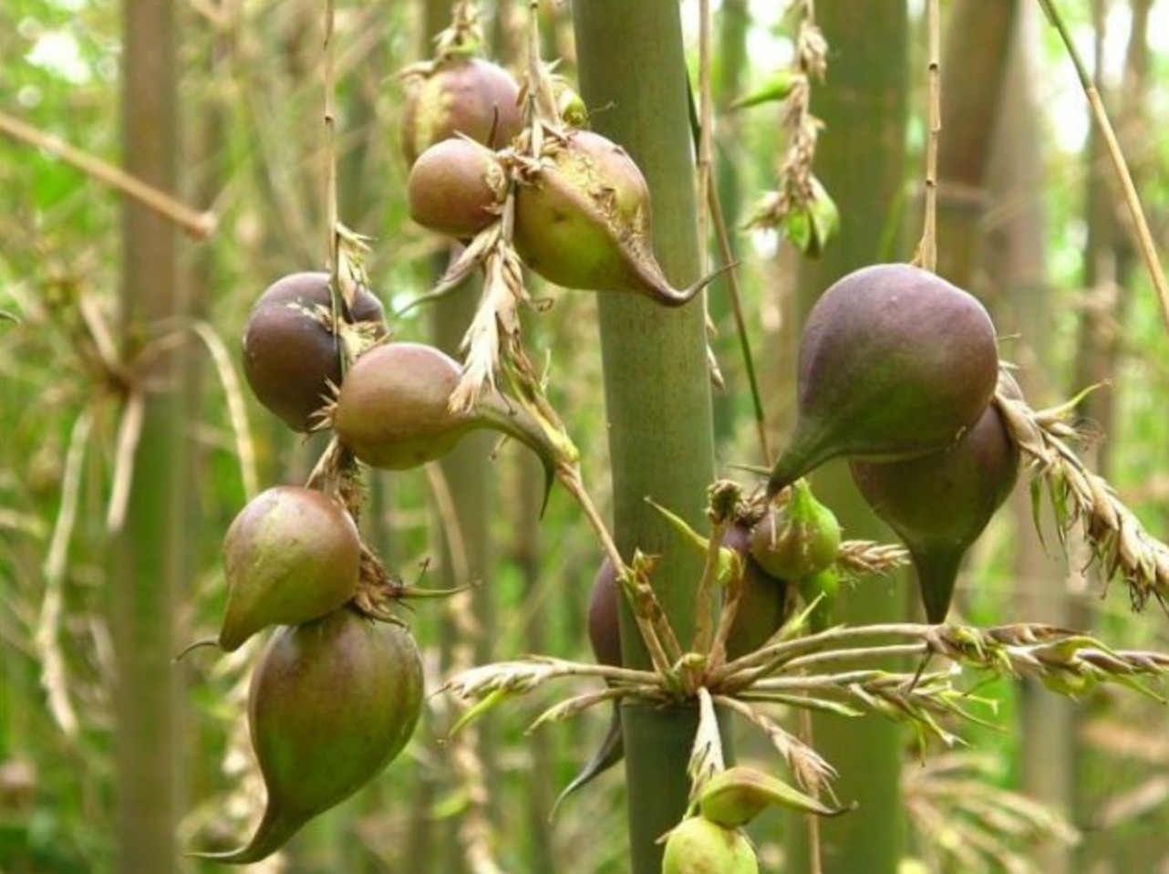 Hoa tre thường nở thành chùm, có màu vàng nhạt. Ảnh internet