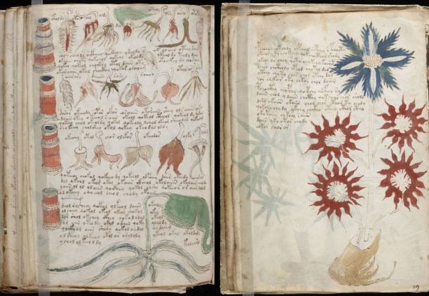 Một trang bản thảo Michael Wilfrid Voynich bí ẩn. Ảnh internet Một trang bản thảo Michael Wilfrid Voynich bí ẩn. Ảnh internet