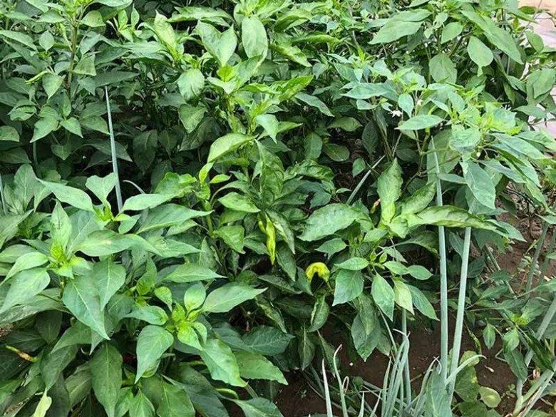 Loại lá mọc đầy vườn, người Việt thường bỏ đi nhưng lại tốt ngang thuốc bổ - Ảnh 2 Loại lá mọc đầy vườn, người Việt thường bỏ đi nhưng lại tốt ngang thuốc bổ - Ảnh 2