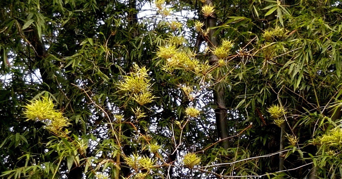 Tre nở hoa là một hiện tượng hiếm và bị cho là điềm gở. Ảnh internet