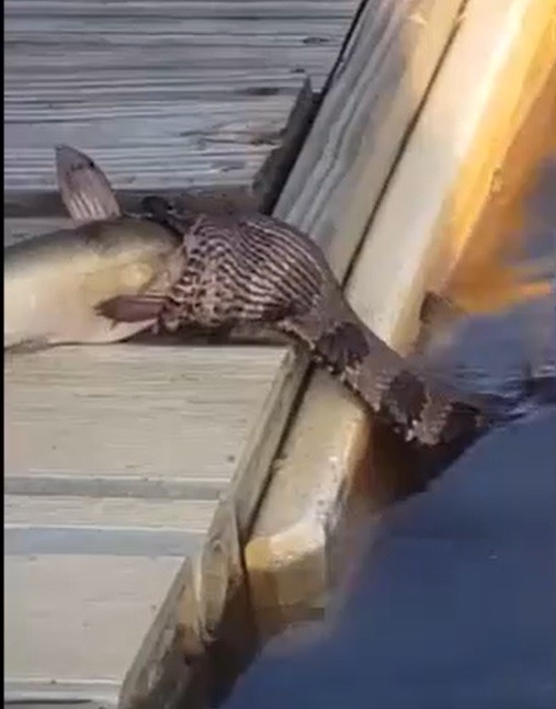 Đang đi hâm nóng tình cảm, cặp vợ chồng phát hoảng gặp 'quái vật rắn', sự việc sau đó mới kinh ngạc - Ảnh 1