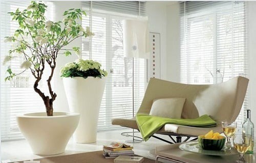 Những vị trí đặt cây cảnh giúp gia chủ 'tiền vào như nước' - Ảnh 1