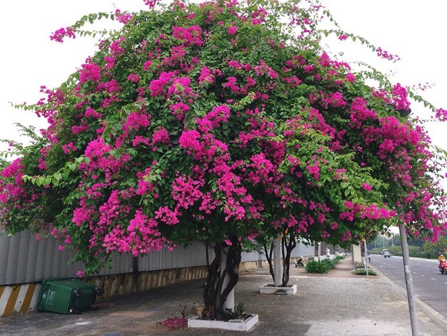 Tưới 2 loại nước này đảm bảo hoa giấy ra hoa quanh năm, nở rực rỡ - Ảnh 3