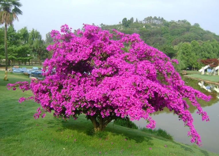 Tưới 2 loại nước này đảm bảo hoa giấy ra hoa quanh năm, nở rực rỡ - Ảnh 1