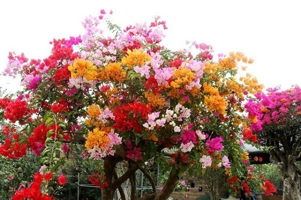 Tưới 2 loại nước này đảm bảo hoa giấy ra hoa quanh năm, nở rực rỡ - Ảnh 2