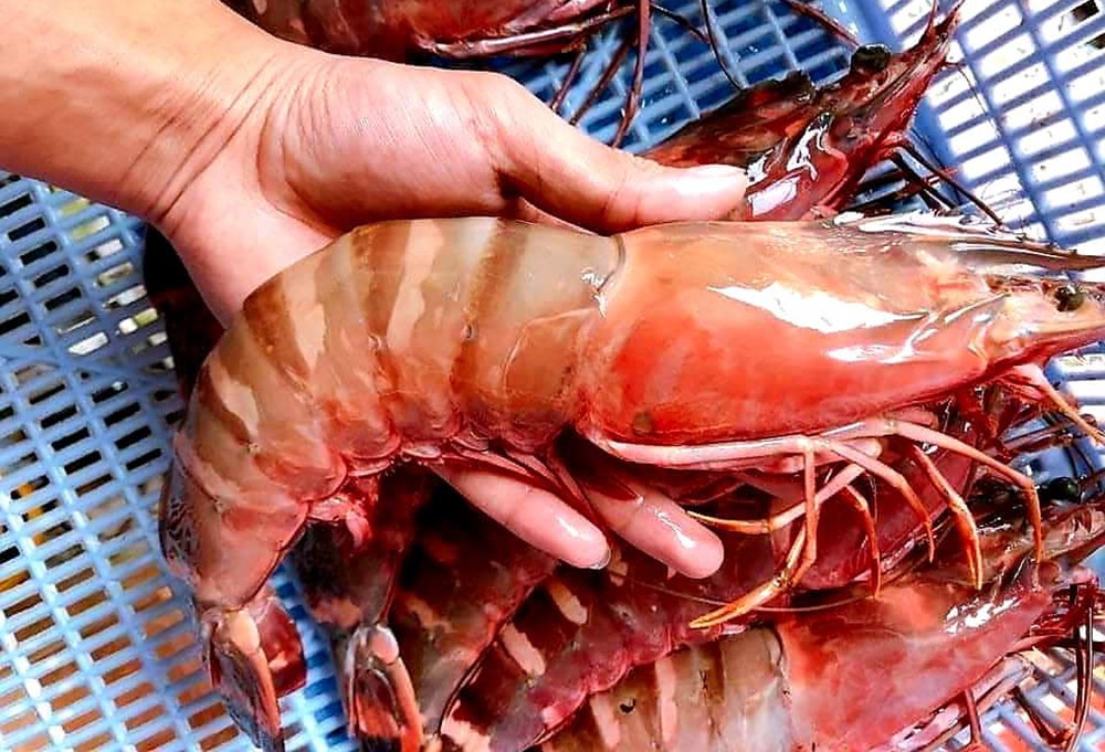 Bộ phận cực độc không nên ăn của tôm, cá mà nhiều người hay thích - Ảnh 1 Bộ phận cực độc không nên ăn của tôm, cá mà nhiều người hay thích - Ảnh 1