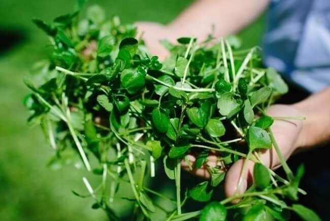 Loại rau vào mùa đông bán ngoài chợ vài nghìn đồng được CDC Mỹ công nhận là thực phẩm lành mạnh nhất thế giới - Ảnh 2 Loại rau vào mùa đông bán ngoài chợ vài nghìn đồng được CDC Mỹ công nhận là thực phẩm lành mạnh nhất thế giới - Ảnh 2