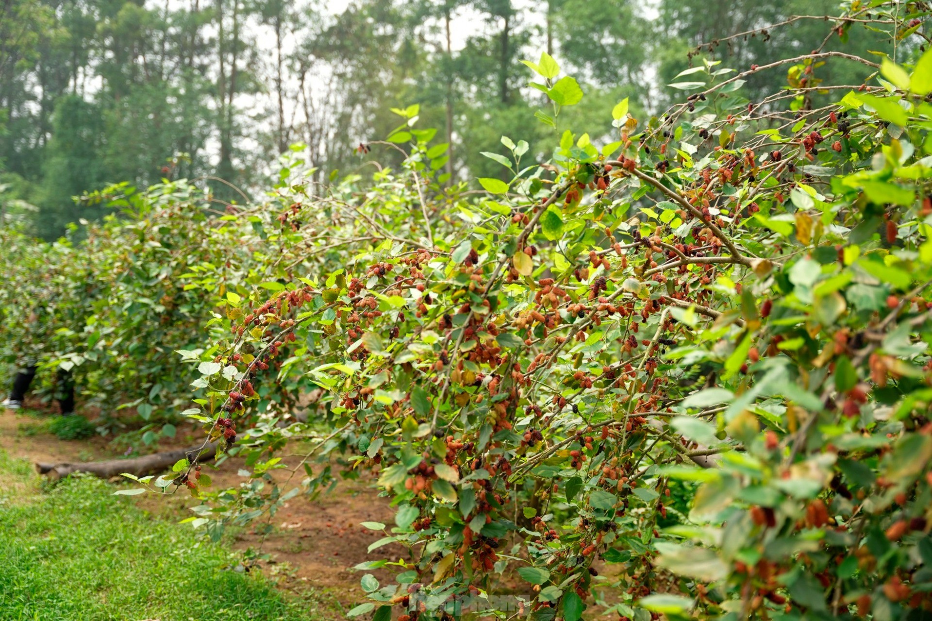 Loại cây nhiều người trồng trước nhà hóa ra mang ý nghĩa 'xui xẻo', biết được nên bỏ ngay - Ảnh 1