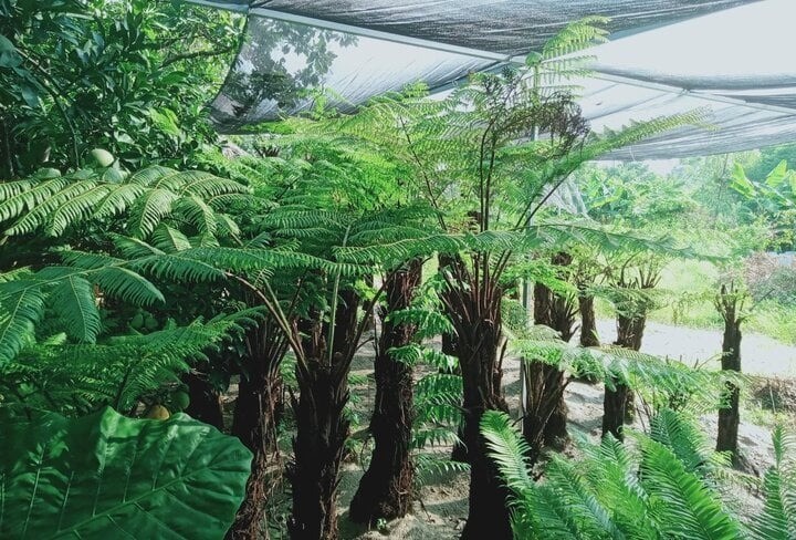 Loại cây nhiều người trồng trước nhà hóa ra mang ý nghĩa 'xui xẻo', biết được nên bỏ ngay - Ảnh 3