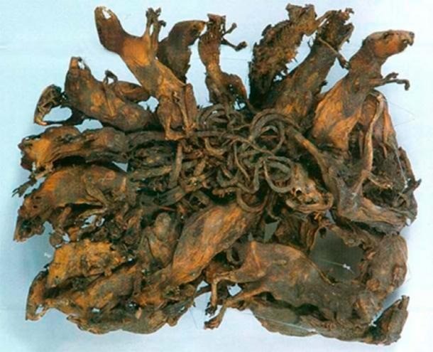 Sự thật đằng sau truyền thuyết 'nổi da gà' về Vua Chuột - Ảnh 3