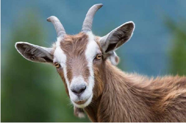 Khổ tận cam lai, 5 con giáp cải vận như vớ được vàng sau tháng 10 âm lịch - Ảnh 4