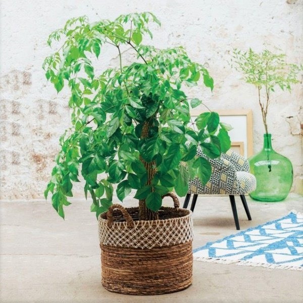 Đặt 2 loại cây này trong phòng khách giúp gia chủ hút tài lộc, hạnh phúc viên mãn - Ảnh 1 Đặt 2 loại cây này trong phòng khách giúp gia chủ hút tài lộc, hạnh phúc viên mãn - Ảnh 1