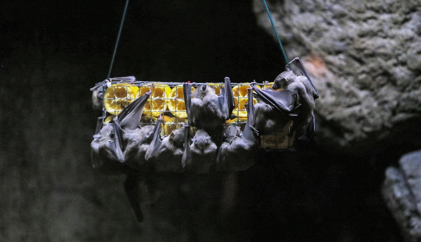 Vì sao loài dơi có thể tránh được ung thư? Câu trả lời có thể cứu sống con người - Ảnh 1