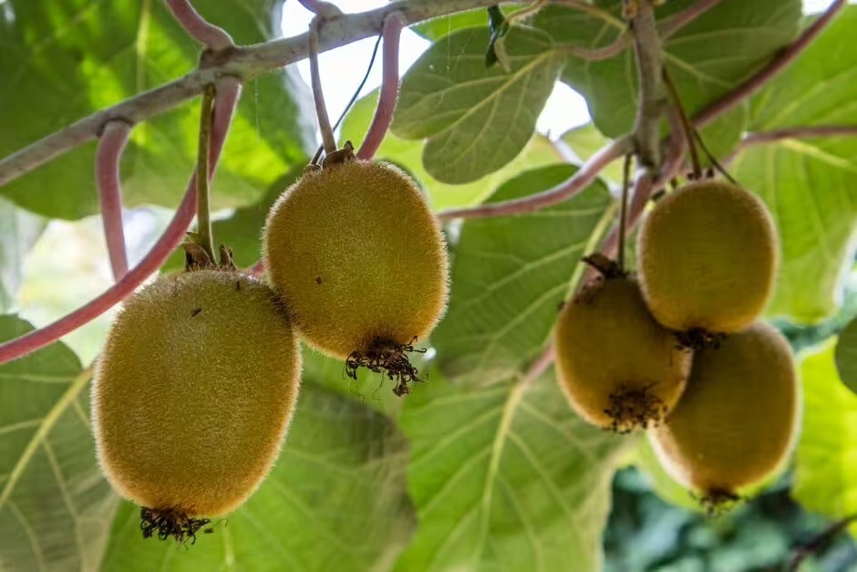 Muốn 'khỏe như Thánh Gióng' suốt mùa đông đừng bỏ qua 10 loại trái cây và rau củ này - Ảnh 3