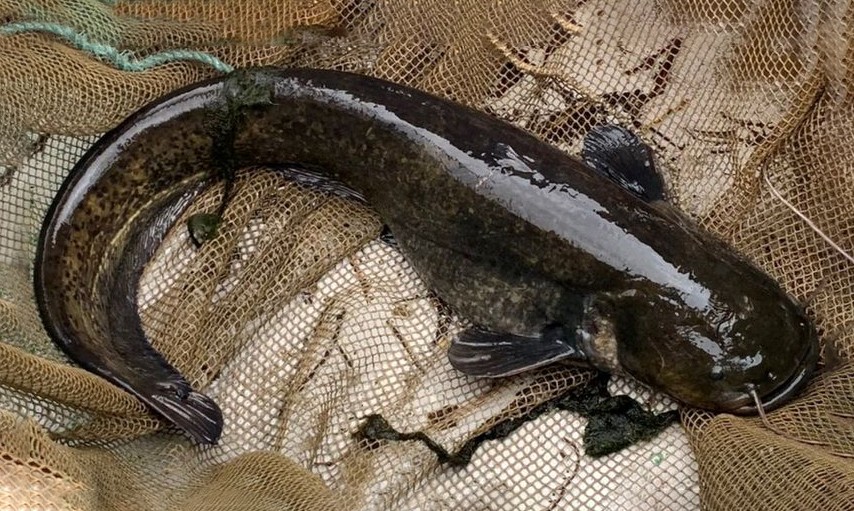 2 loại cá bán tràn lan ngoài chợ, đừng ham rẻ mà mua kẻo rước bệnh vào người - Ảnh 2