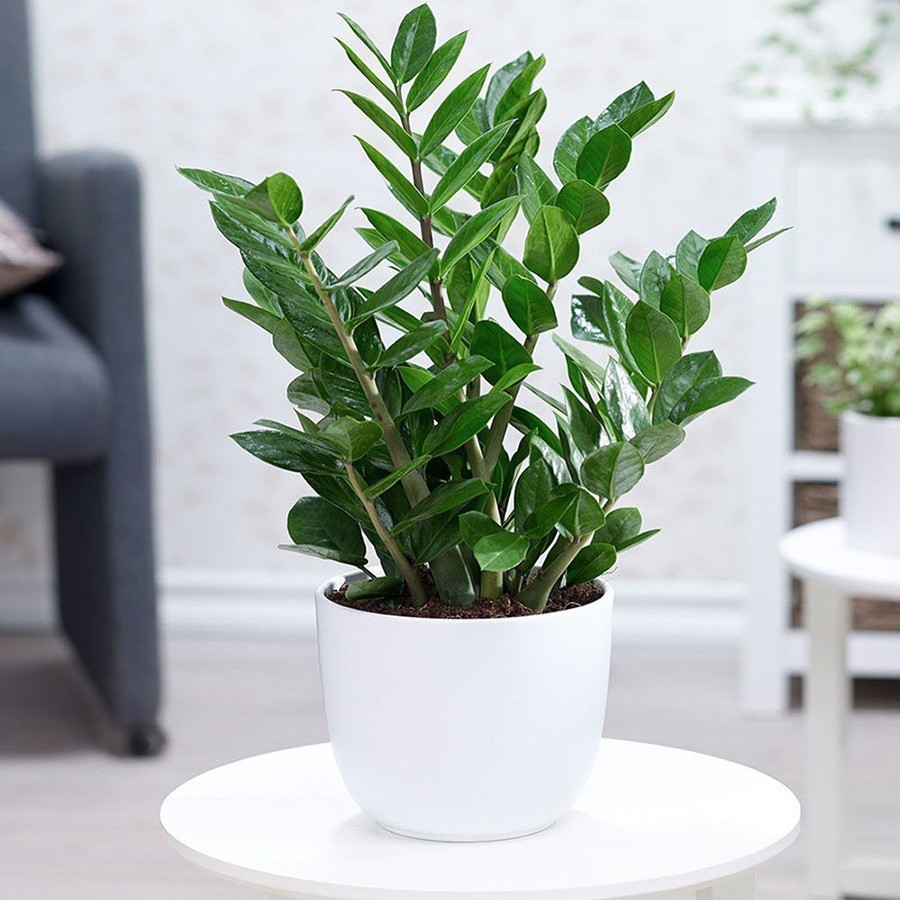 Năm 2024, nên trồng 3 loại cây này trong nhà sẽ giúp gia chủ hút tài lộc, tiền nhiều như 'nước sông Đà' - Ảnh 3