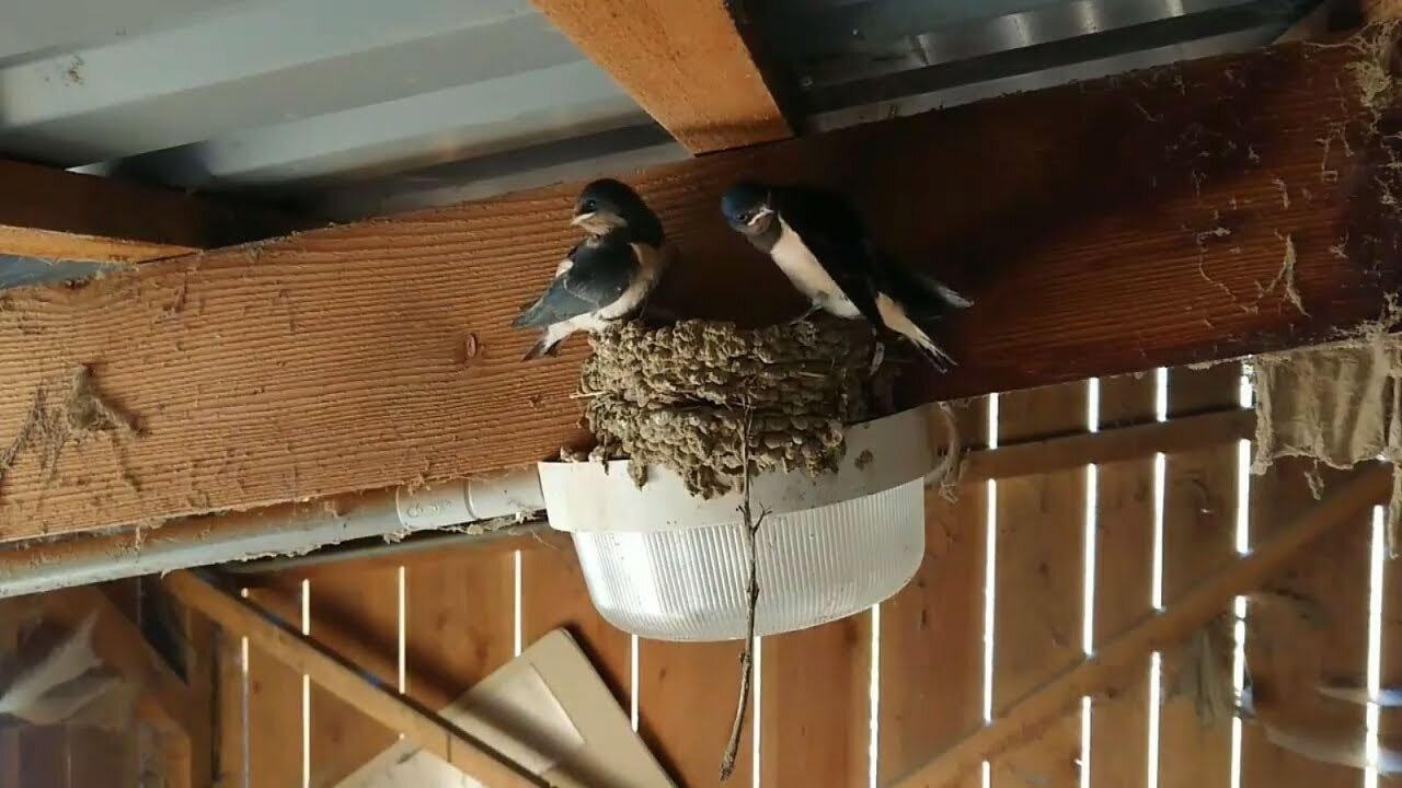 Trong nhà có tổ chim, tổ ong là gia chủ chuẩn bị có tài lộc. Ảnh internert