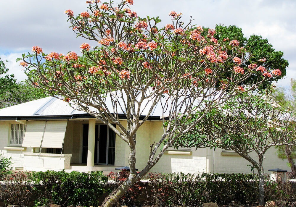 Cây hoa đại cát tượng trưng cho sự thịnh vượng. Ảnh internet