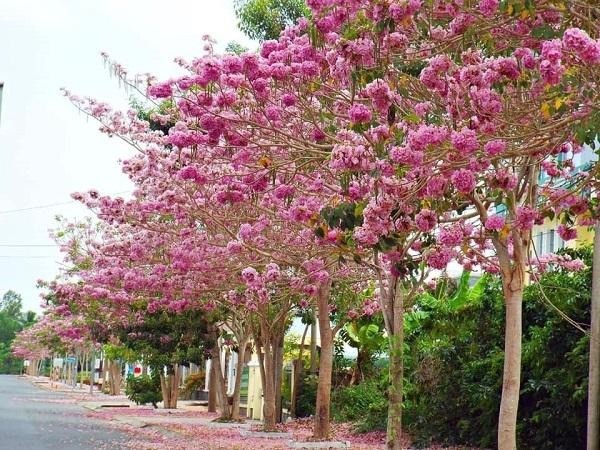 Nếu trong nhà có 3 cây này, gia chủ sẽ giàu có, con cháu 3 đời tiền tiêu không hết - Ảnh 1 Nếu trong nhà có 3 cây này, gia chủ sẽ giàu có, con cháu 3 đời tiền tiêu không hết - Ảnh 1