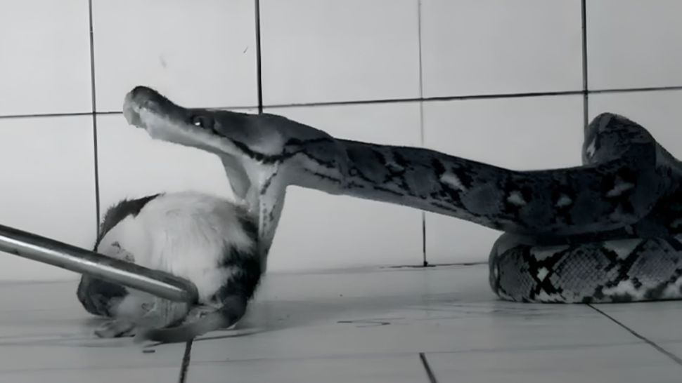 Nhanh chóng con rắn hạ gục con mồi. Ảnh internet