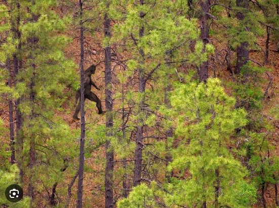 Phát hiện chấn động đầu năm 2024 về quái vật hình người huyền thoại Bigfoot - Ảnh 2 Phát hiện chấn động đầu năm 2024 về quái vật hình người huyền thoại Bigfoot - Ảnh 2
