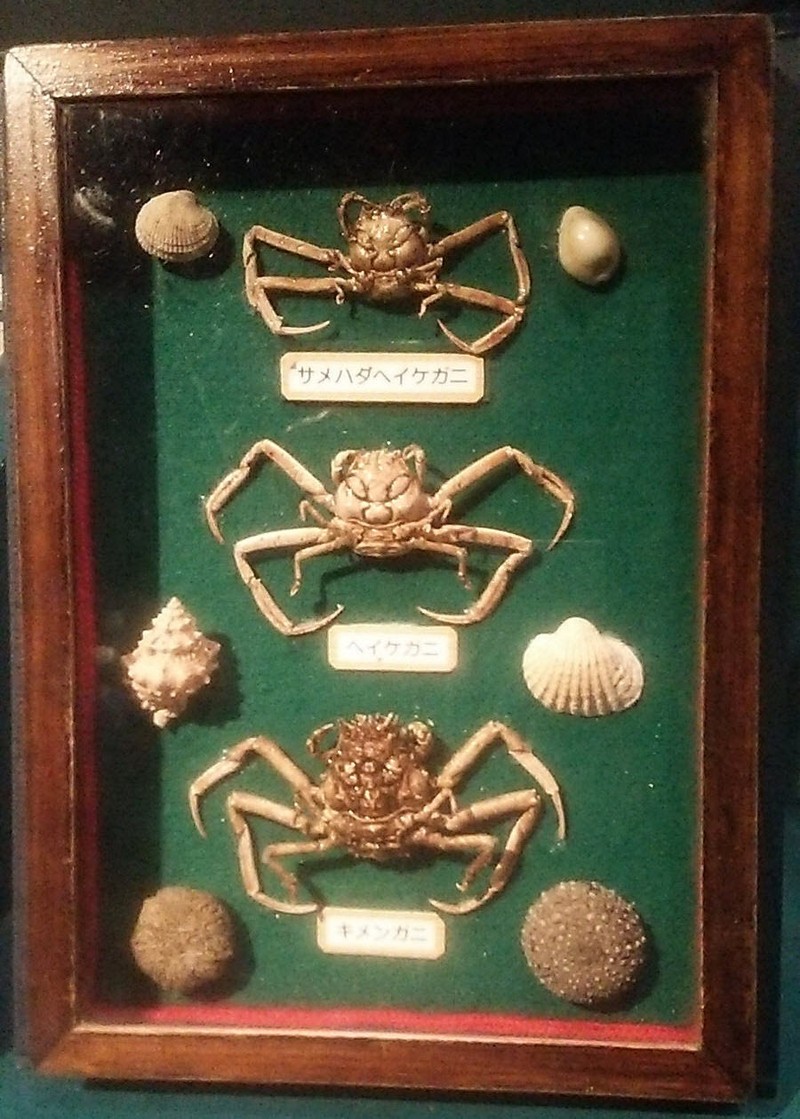 Giai thoại lạ kỳ về loài cua mang gương mặt của những Samurai giận dữ - Ảnh 2