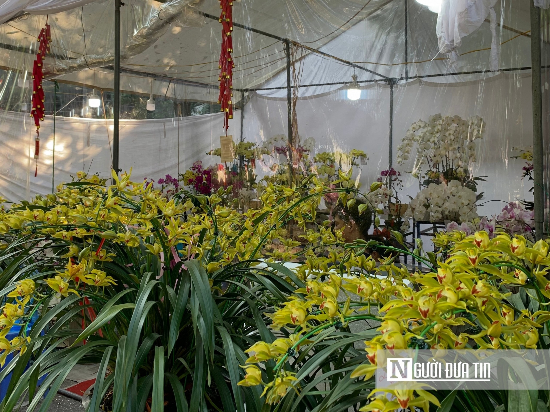 Hoa lan phục vụ cho Tết