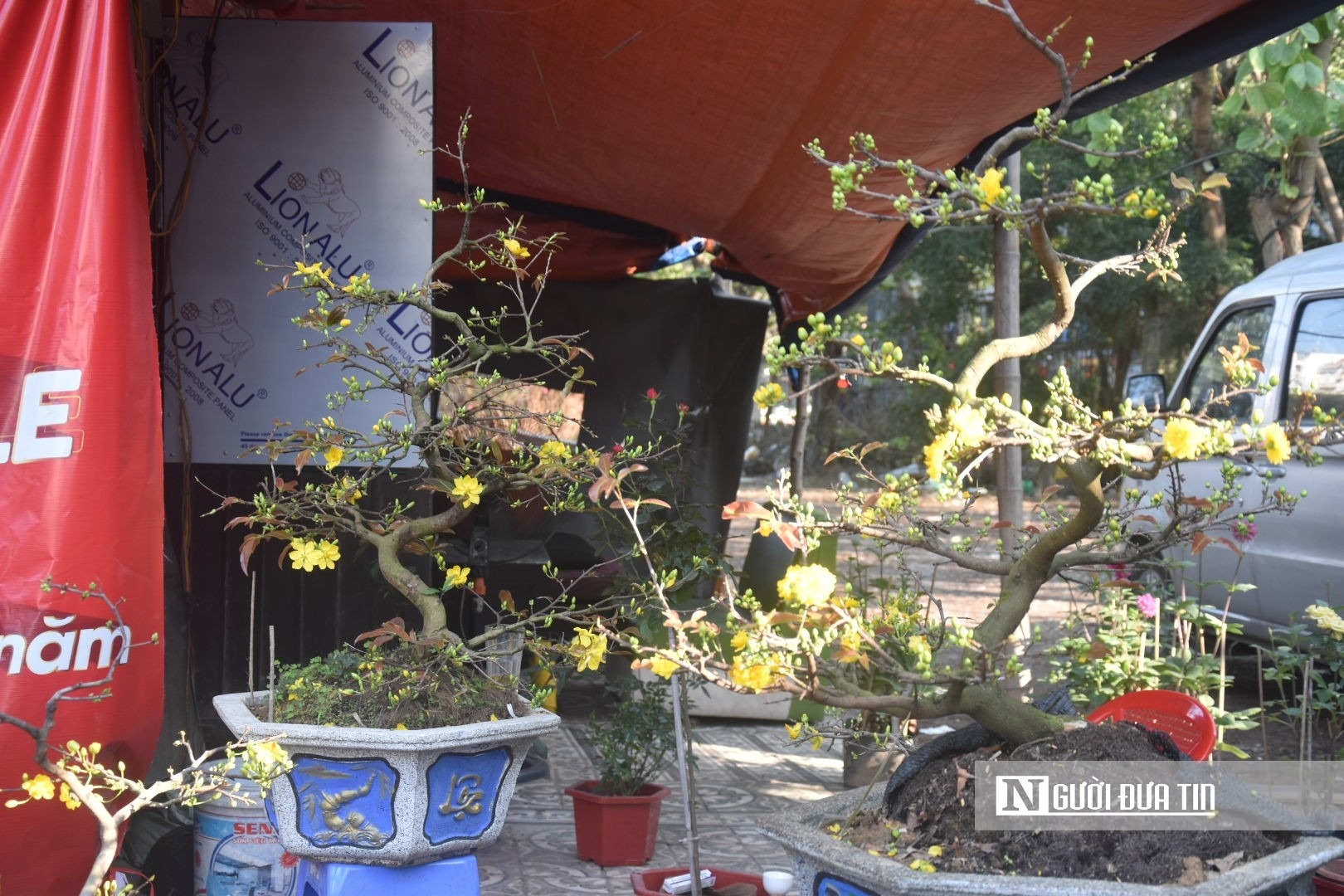 Mai vàng được tạo hình giá cao