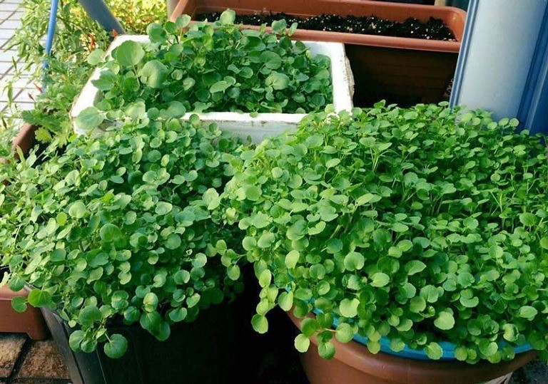 Loại rau chữa 'đủ bệnh' chuẩn bị đến mùa, còn là nguyên liệu không thể thiếu trong các nồi lẩu - Ảnh 2 Loại rau chữa 'đủ bệnh' chuẩn bị đến mùa, còn là nguyên liệu không thể thiếu trong các nồi lẩu - Ảnh 2