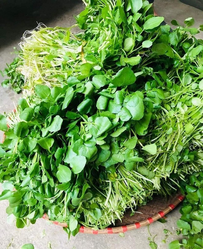 Loại rau chữa 'đủ bệnh' chuẩn bị đến mùa, còn là nguyên liệu không thể thiếu trong các nồi lẩu - Ảnh 1 Loại rau chữa 'đủ bệnh' chuẩn bị đến mùa, còn là nguyên liệu không thể thiếu trong các nồi lẩu - Ảnh 1