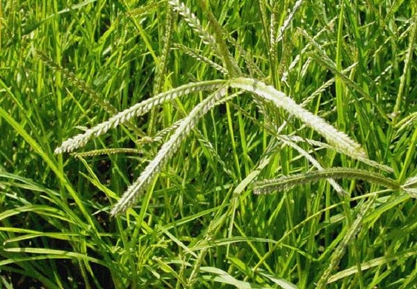 3 loại cỏ dại là 'thù của nhà nông' lại có lợi cho sức khỏe: Tốt không kém nhân sâm nếu biết cách sử dụng - Ảnh 1 3 loại cỏ dại là 'thù của nhà nông' lại có lợi cho sức khỏe: Tốt không kém nhân sâm nếu biết cách sử dụng - Ảnh 1