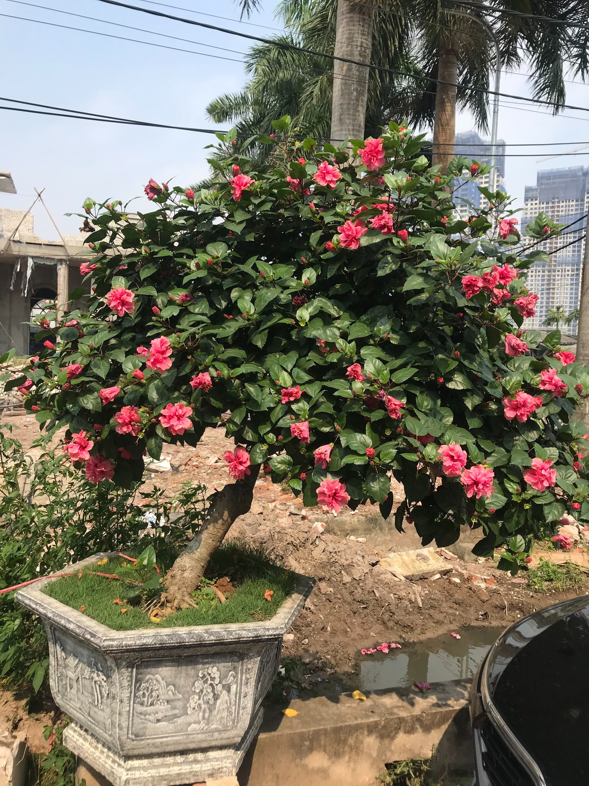Những loại hoa không nên trồng trong nhà: Ảnh hưởng đến sự hòa hợp vợ chồng, vượng khí gia chủ - Ảnh 3 Những loại hoa không nên trồng trong nhà: Ảnh hưởng đến sự hòa hợp vợ chồng, vượng khí gia chủ - Ảnh 3