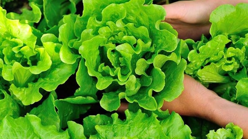 Rau xà lách rất tốt nhưng những đối tượng này nên tránh xa - Ảnh 1