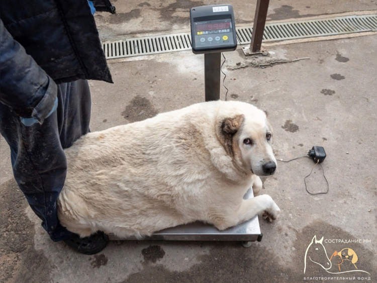 Krugets nặng đến 100 kg. Ảnh: Internet Krugets nặng đến 100 kg. Ảnh: Internet